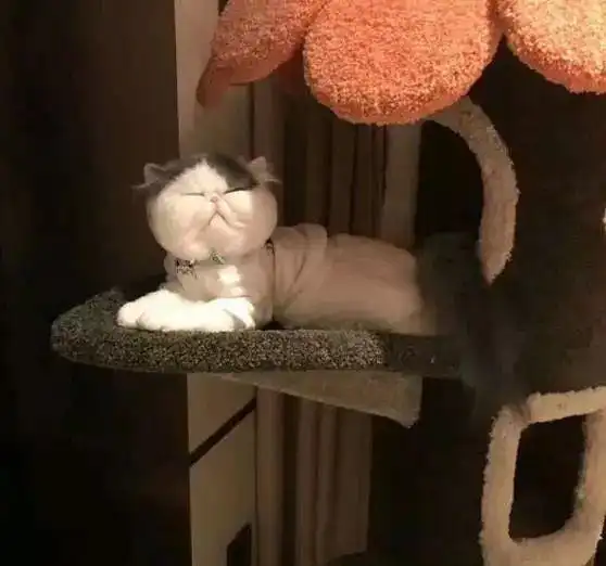 网友戏称猫咪脸大如盆,嘿,大脸猫,你的蓝皮鼠呢