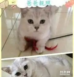 家养英短银渐层小奶猫出售