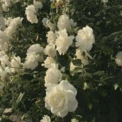 正能量个性签名短句子,留言区写下你的微信签名