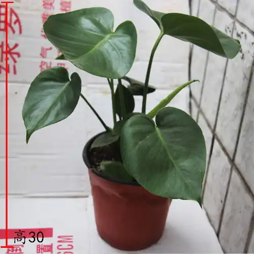 如若养花要养这6种不仅可以净化空气,最重要是能旺财