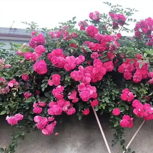 此花号称开花机器,开花一茬接一茬,香味浓郁空气更干净
