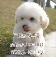 标题广州哪里有卖宠物狗广州哪里有卖比熊犬