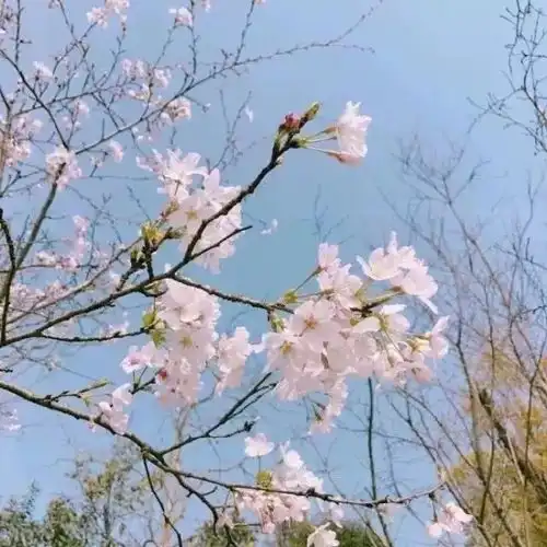 背景图丨人生苦短还好我甜