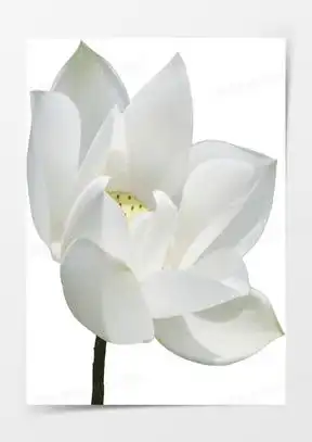 白莲花图片大全高清图片静心最美白莲花图片唯美下载熊猫办公