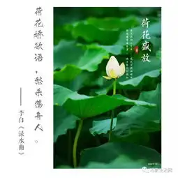 巧家莲塘的荷花,含苞待放惹人爱,一起看看去