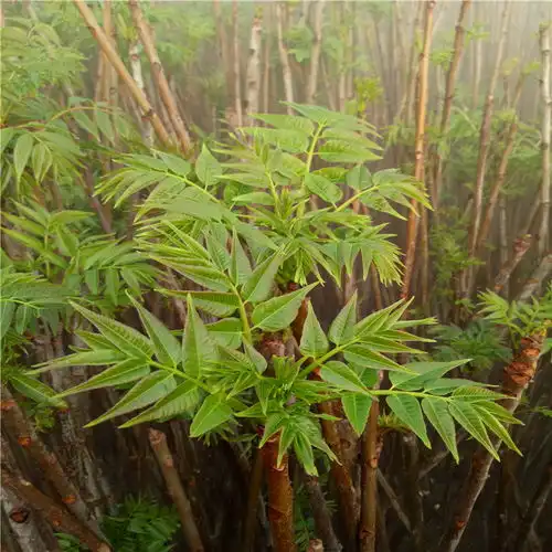 批发矮化红油香椿树苗矮化红油香椿树苗价格及报价-黄页88网