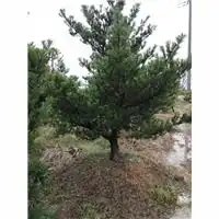 浙江罗汉松苗木种植基地
