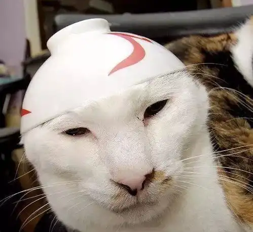 另类萌宠史上最丑的猫星人,360全死角