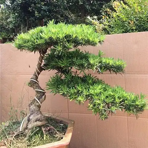 这1种水果吃完不要扔,老花农教你1招,泡下3天发芽,大变盆栽