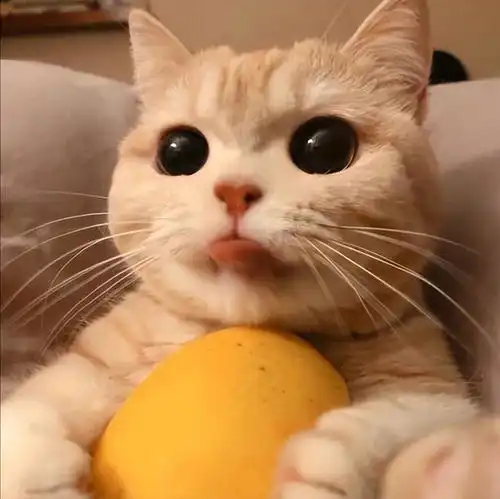 你养猫的最大动机是什么看到第一个已感同身受