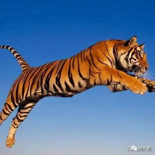 心理测试三只老虎,哪一只才是森林之王测你何时可以飞黄腾达