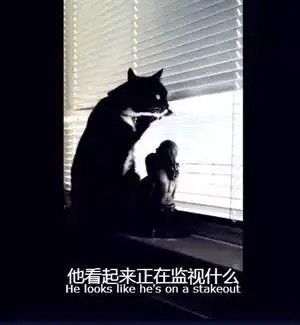 ted西农外语十五抑郁的狗和强迫症的猫
