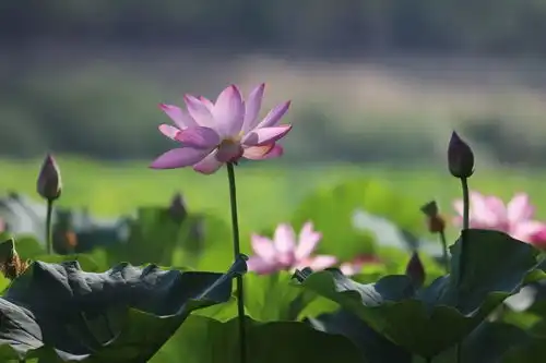 夏至蝉蛙鸣,启盛夏