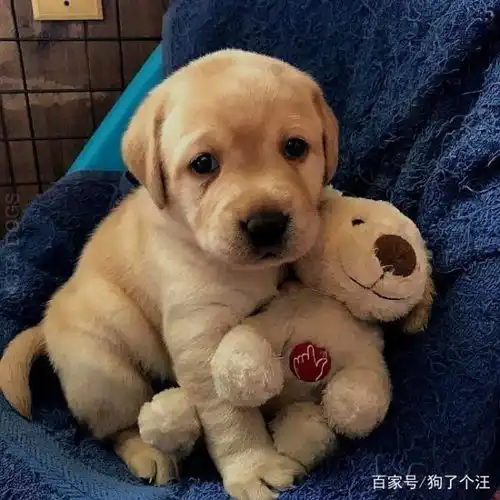 主人说午休时间到,狗狗的动作让妈妈们感动哭了