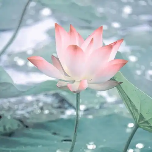 夏至三庚数头伏,注意防暑丨夏至