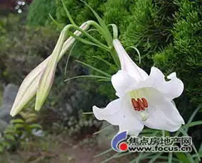 十一种鲜花不宜入室