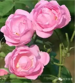 快乐的多巴胺之水大马士革玫瑰纯露