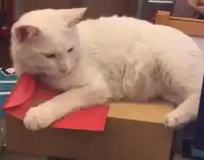 别人家猫都会挣钱养家了,而你家猫...