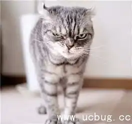 抖音社会猫图片大全非常火的社会猫高清图片分享