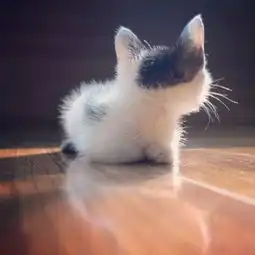 超级萌的小奶猫背影,看了忍不住想偷回家,仿佛看到了小天使