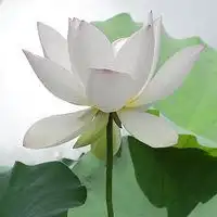 最美丽的荷花头像微信头像图片大全