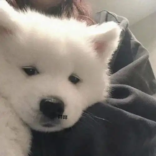 情侣头像丨超级可爱的猫咪情头