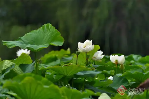 保山昌宁夏至已至荷盛开