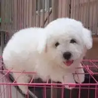 曲靖师宗下买比熊犬就来狗场挑选纯种比熊犬