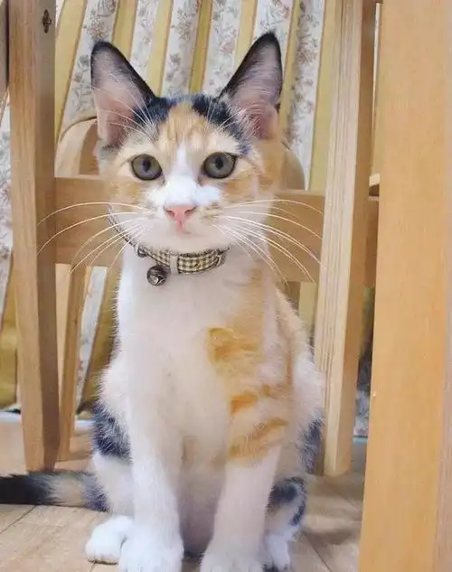 岁月这把无情刀,油了多少小奶猫