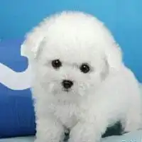 图广州哪里有卖比熊犬番禺区哪里有比熊犬广州宠物狗