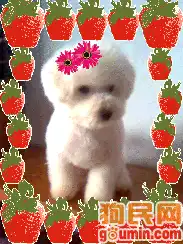卷毛比熊犬照片比熊照片比雄照片图像0011啊.gifshow520