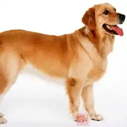狂犬病潜伏期狂犬病的治疗和预防事项7