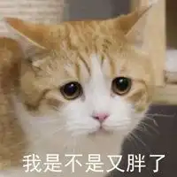 花花与三猫catlive图片头像