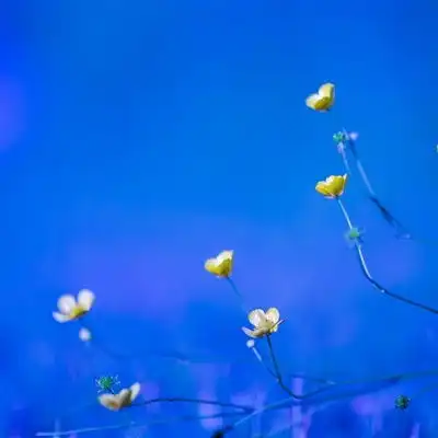 花朵风景头像图片,小清新的花朵给你带来好运气