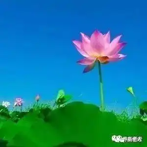 大暑喝一口,百病绕着走走几块钱就搞定