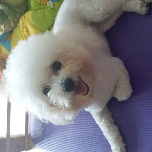 四个月的比熊可以吃什么除了狗粮还有什么有营养