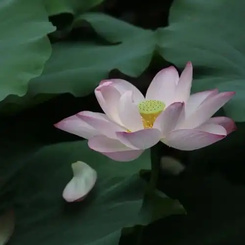 荷花广州市人民政府门户网站