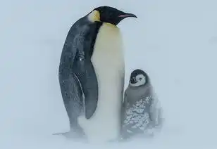 暴风雪中的小企鹅