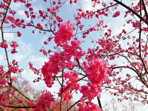 烂漫樱花古风建筑森林温泉百年古村哪个是你最爱的新丰美景
