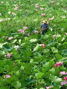 炎夏七月国内十大赏荷地推荐