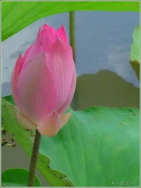 摄影鲜花荷花莲含苞不放