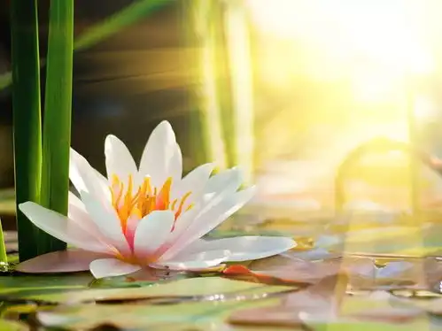 智慧转万物,步步莲花生,那画面太美了