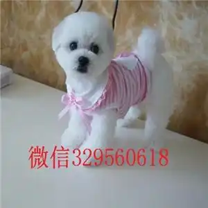 丽水哪里有健康纯种法国比熊犬比熊多少钱一只比熊幼犬小体大眼睛赛级比熊犬比熊幼犬