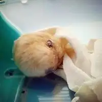 仓鼠粉色图片微信头像图片大全