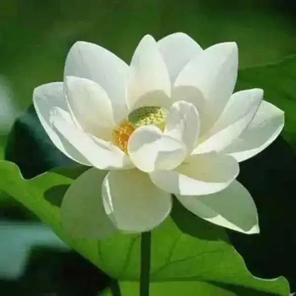 微信头像百看不厌
