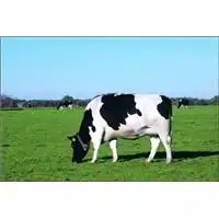 白杨观赏价值