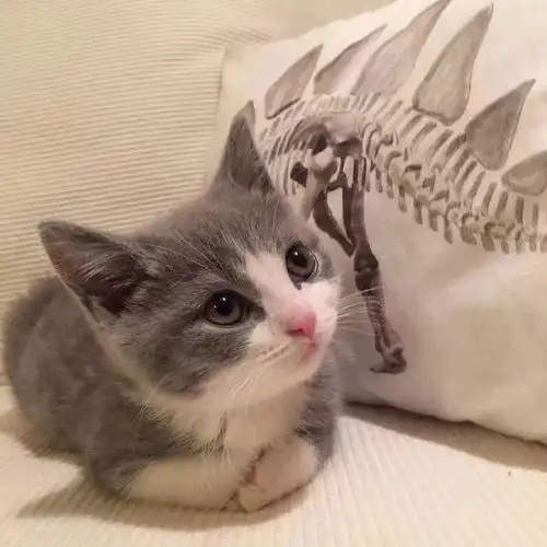 小奶猫该怎么喂养,以及注意事项