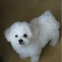 标题南京哪里有出售比熊犬,南京哪里有卖比熊卖,包健康