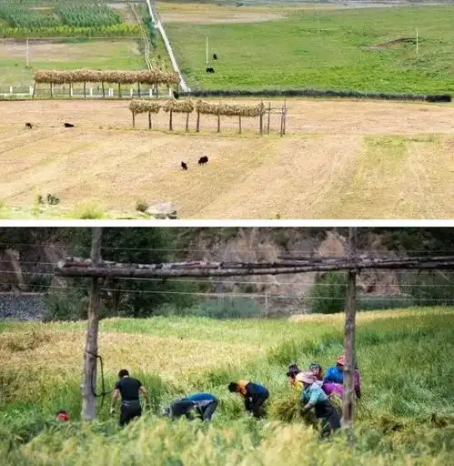 当险峻天路遇上田园风光,这是自驾川藏g318中最别致的一天