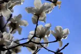 聚气招财吉祥树,了解完这几种树的寓意,我也开始养了